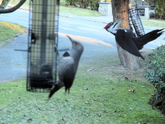 Northern Flicker and Pileated Woodpecker