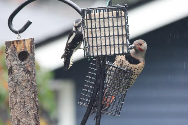 Downy Woodpecker and Northern Flicker