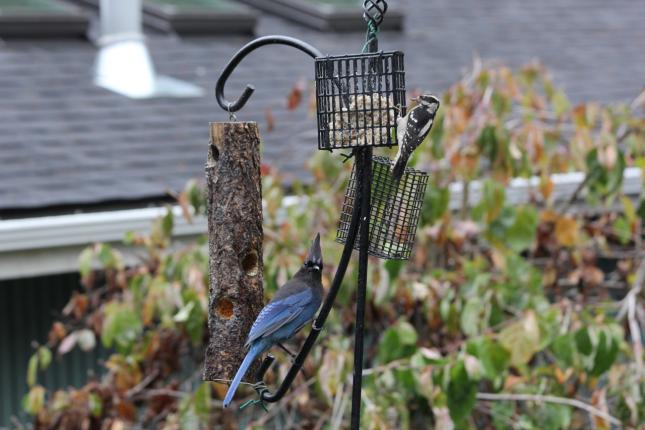 Downy Woodpecker and Steller's Jay