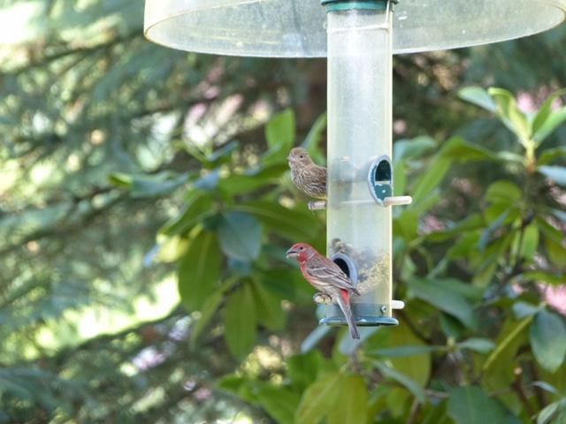Pine Siskin and House Finch