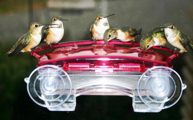 WBU Decorative Window Hummingbird Feeder