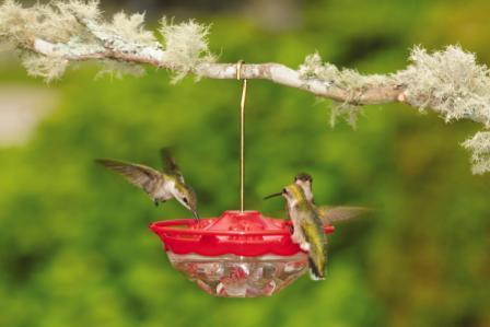 High Perch Hummingbird Feeder