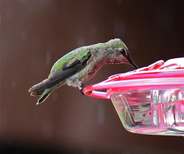 Anna's Hummingbird