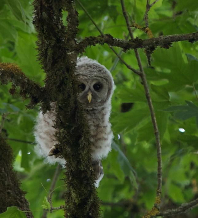 Barred Owl