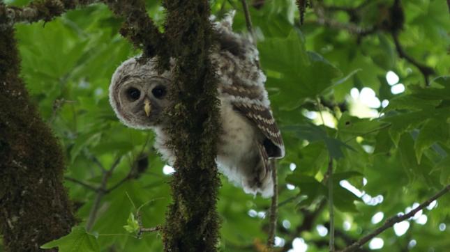 Barred Owl
