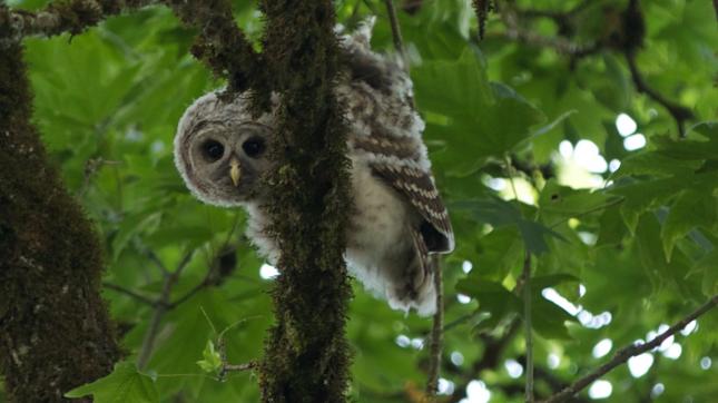 Barred Owl