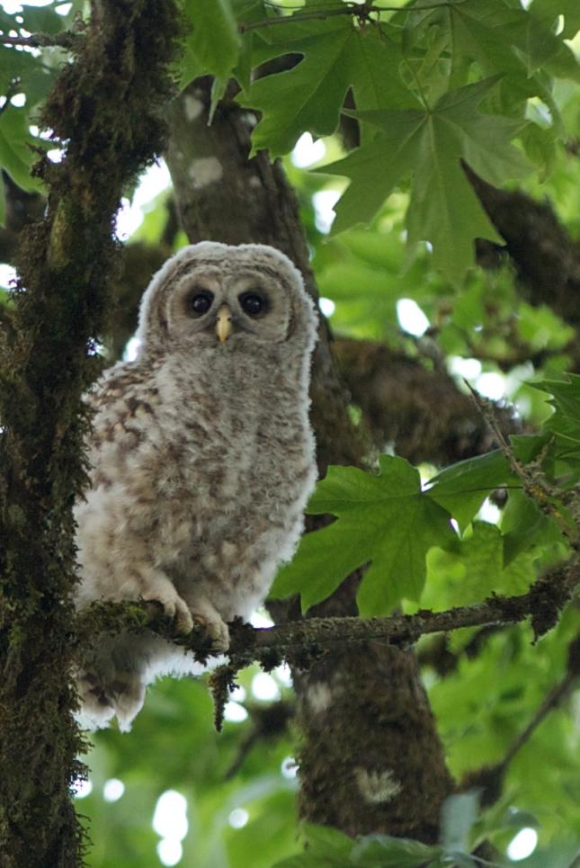 Barred Owl