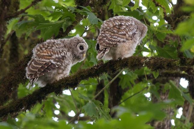 Barred Owl