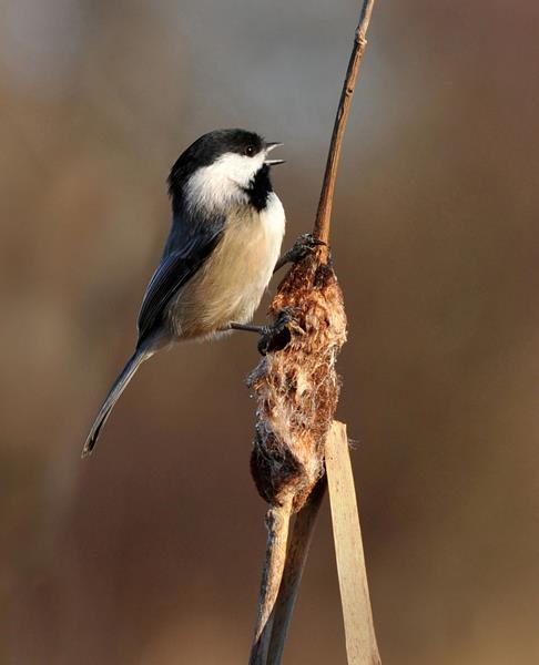 Black-capped Chickadee