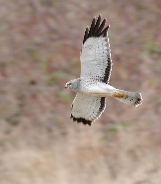 Northern Harrier