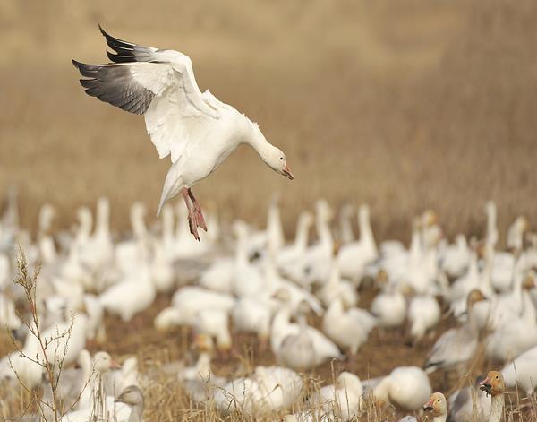 Snow Geese