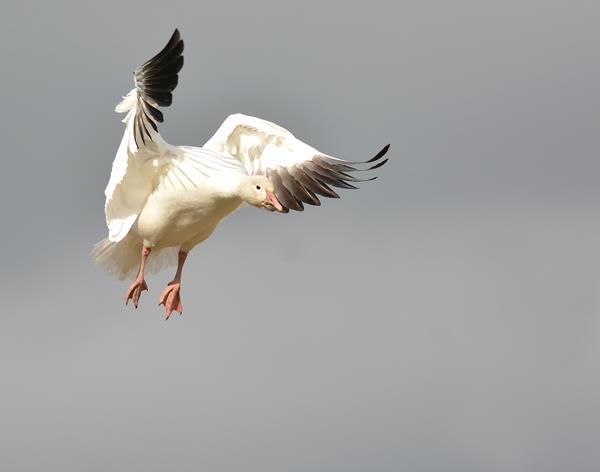 Snow Goose