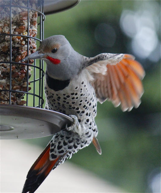 Northern Flicker