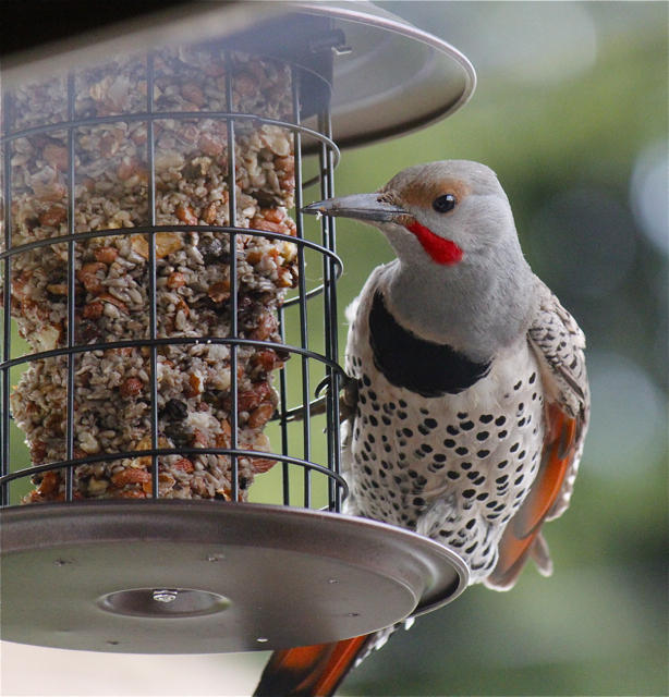 Northern Flicker