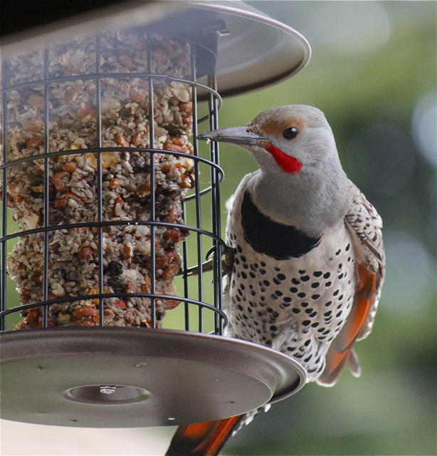 Northern Flicker