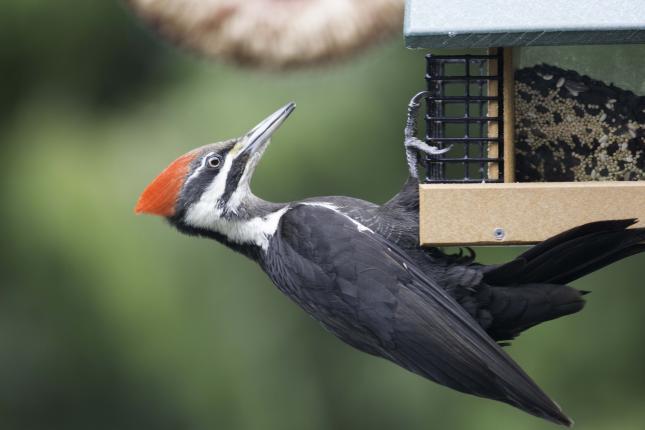 Pileated Woodpecker