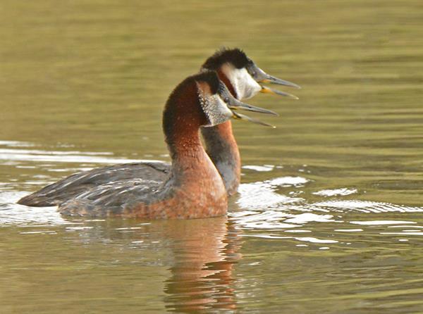 Red-necked Grebes