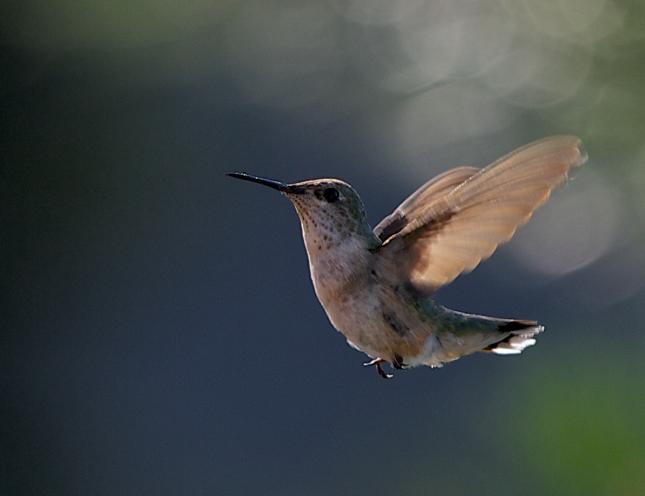 Rufous Hummingbird