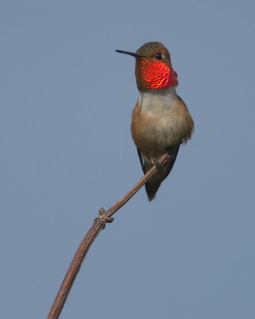 Rufous Hummingbird