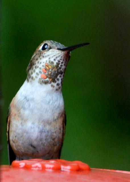 Rufous Hummingbird