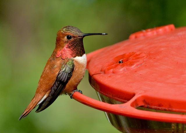 Rufous Hummingbird