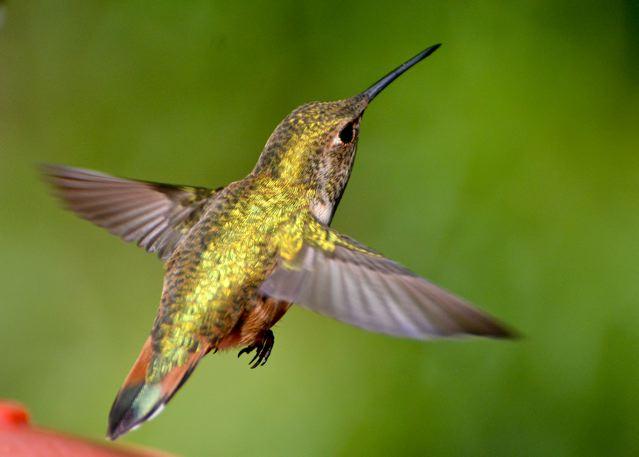 Rufous Hummingbird