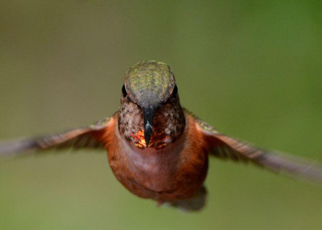 Rufous Hummingbird