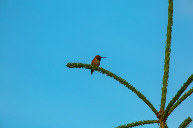 Rufous Hummingbird