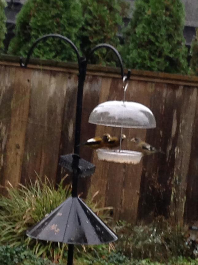 Evening Grosbeaks