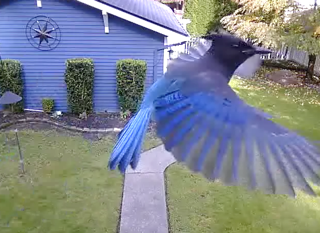 Steller's Jay