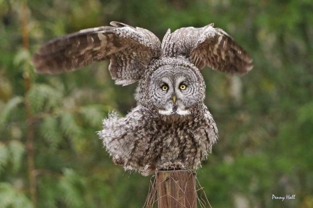 Great Gray Owl