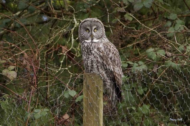 Great Grey Owl