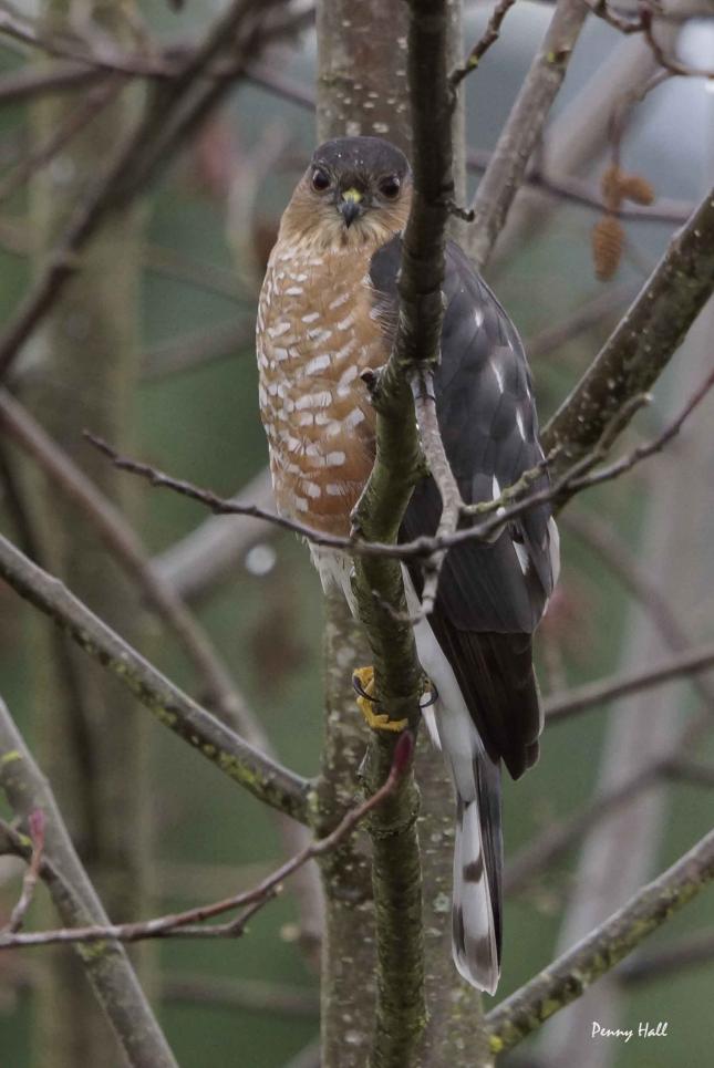 Sharp-shinned Hawk