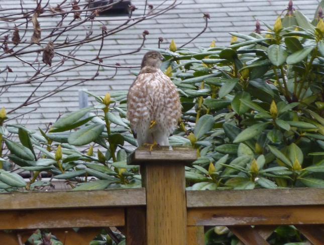 Cooper's Hawk