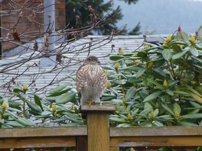 Cooper's Hawk