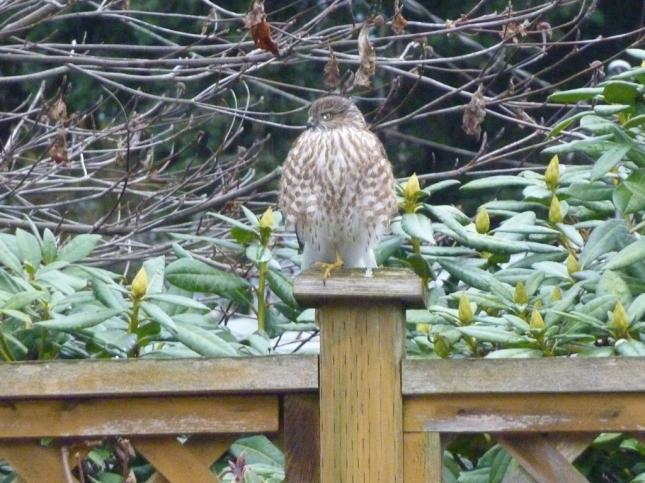 Cooper's Hawk