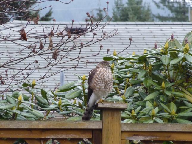 Cooper's Hawk