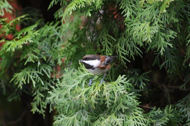 Chestnut-backed Chickadee