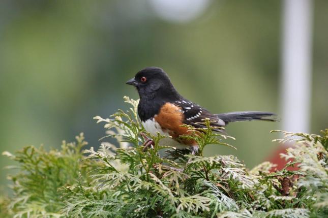 Spotted Towhee