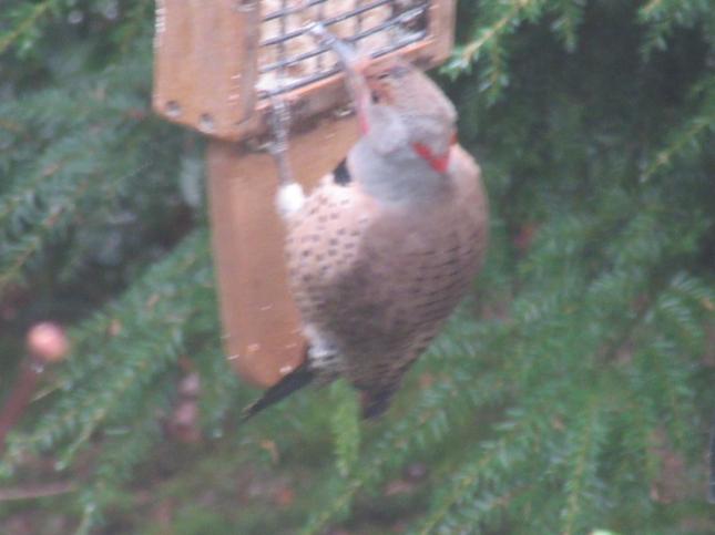 Yellow-shafted Flicker