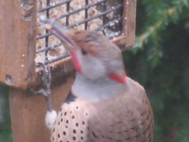 Yellow-shafted Flicker