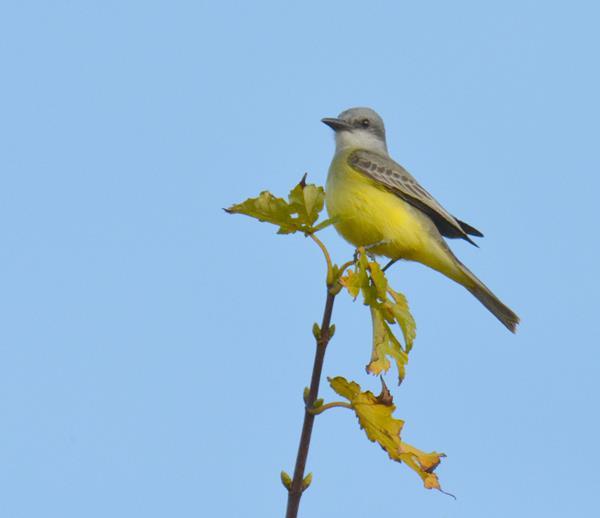 Tropical Kingbird