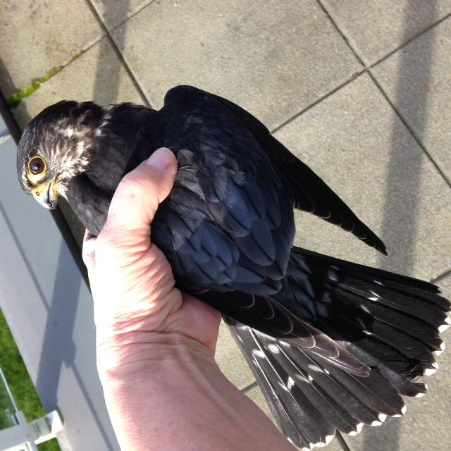 Peregrine Falcon