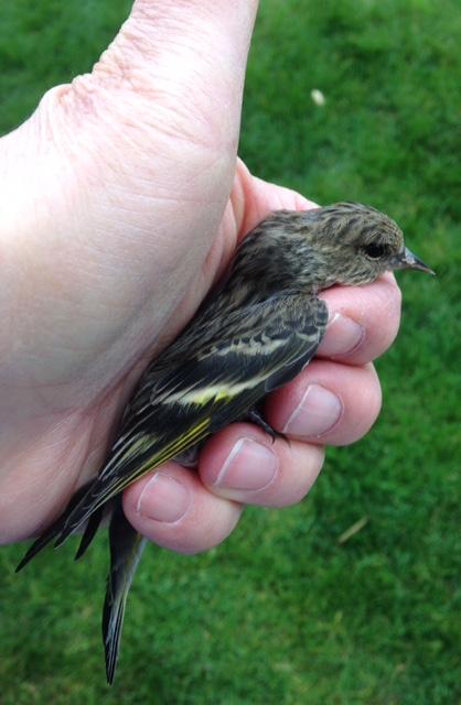 Pine Siskin