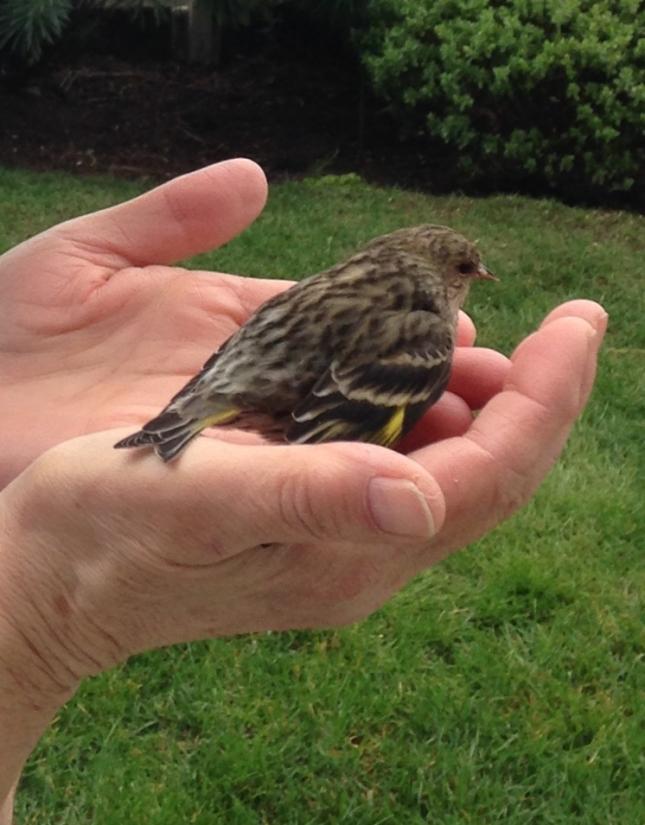 Pine Siskin