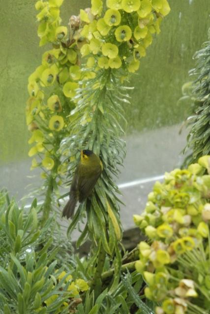 Common Yellowthroat