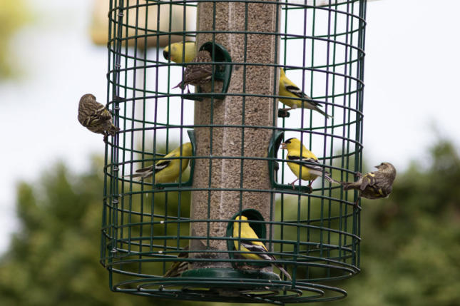 Goldfinches