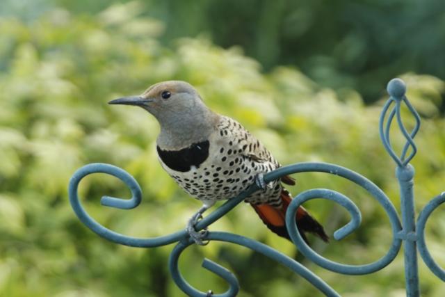 Northern Flicker