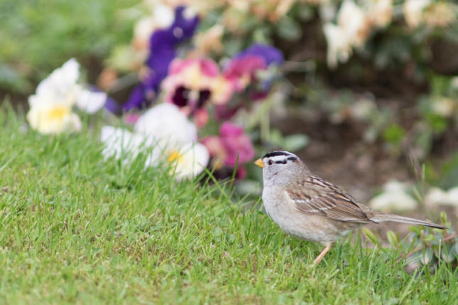 White-crowned Sparrow