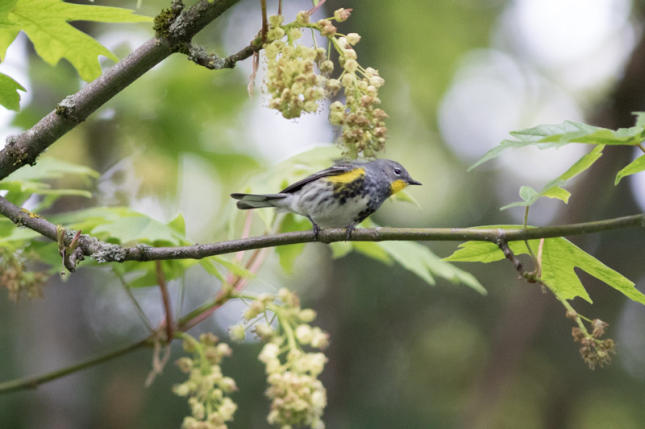 Yellow-rumped Warbler